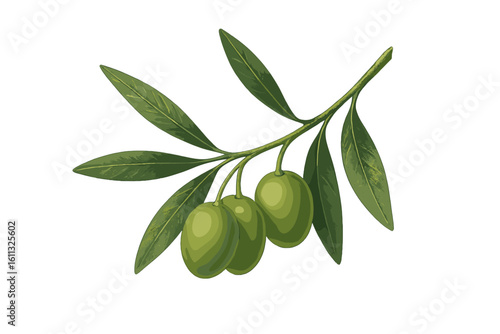 Green olive branch realistic vector illustration. Botanical art of fresh organic food. Healthy eating ingredient for Mediterranean diet, cosmetic or oil. Isolated natural plant.