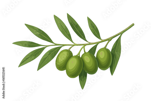 Realistic green olive branch vector illustration. Botanical drawing of natural organic food. Symbol of peace, health, and Mediterranean diet. Isolated on transparent background.