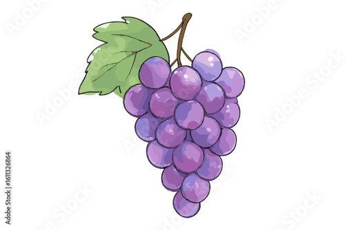 Watercolor grapes bunch sketch vector illustration. Hand drawn purple fruit with leaf icon. Healthy organic food, fresh harvest concept for juice or wine design element.