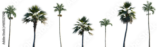 Tableau sur toile Set of Areca catechu and Pritchardia pacifica frontal isolated png on a transpar