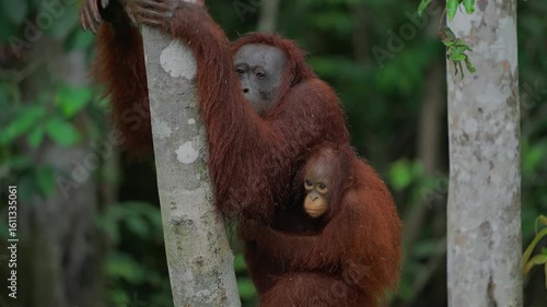 Monkey Walking on Ice