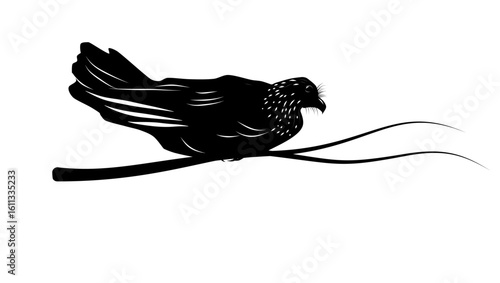 oilbird, nocturnal bird, black isolated silhouette