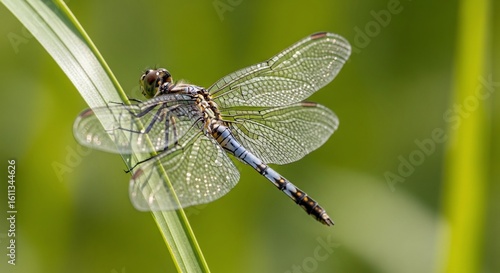 Wallpaper Mural Detailed Close-Up of a Dragonfly Perched on a Blade of Green Grass in Nature Torontodigital.ca