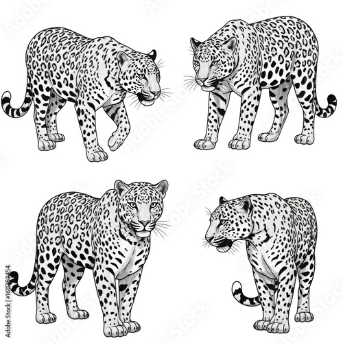 Monochrome Illustrations of Spotted Jaguars and Leopards