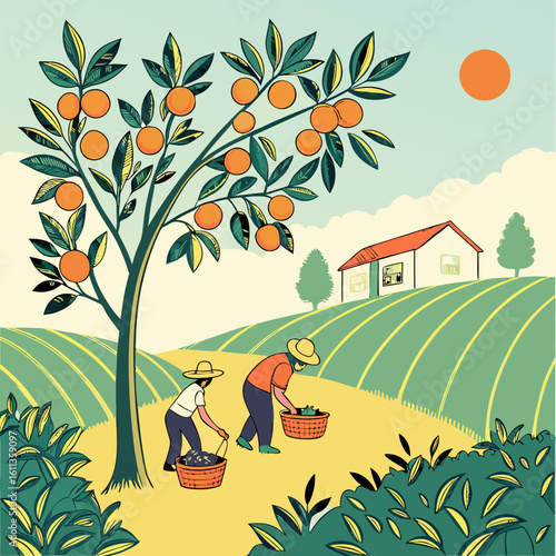 Two Farmers Harvesting Oranges on a Sunny Hillside Farm