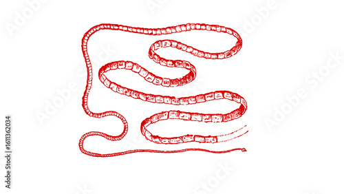 Detailed anatomical illustration of a tapeworm in red ink on a white background creating a chilling and clinical vintage aesthetic for medical resources