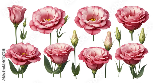 Wallpaper Mural Beautifully illustrated collection of eustoma lisianthus flowers in various stages of bloom with leaves Isolated on transparent background Torontodigital.ca