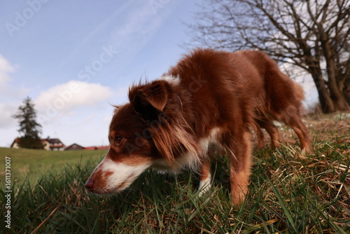 A brown and white dog is sniffing the grass