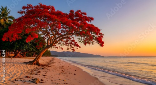 A solitary flamboyant tree with brilliant red blossoms on a sandy tropical beach at golden hour sunset.