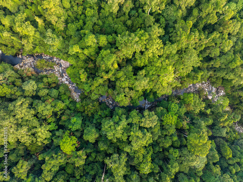 Aerial view of river in the middle of tropical rainforest