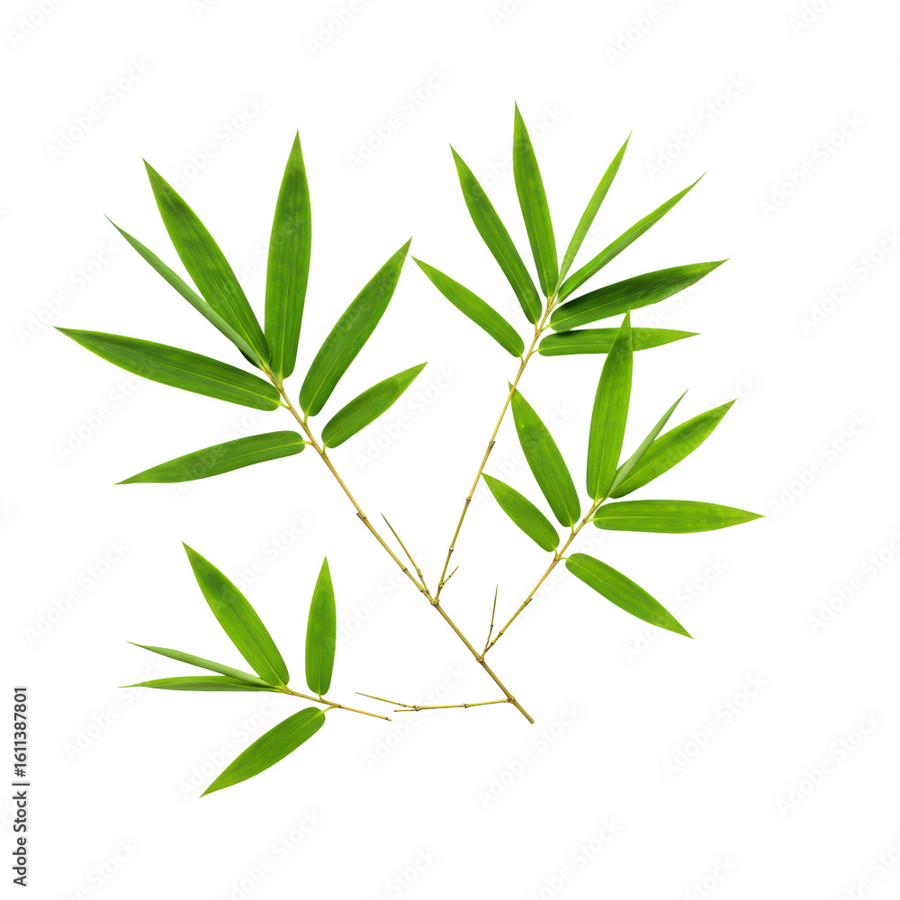 Fototapeta premium Vibrant green elliptical bamboo leaves and delicate light brown branches, perfectly isolated top-down against a transparent studio background, concept of botanical purity and commercial elegance