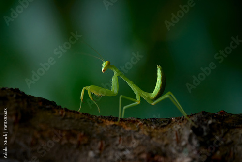Praying mantis insect close-up on tree branch