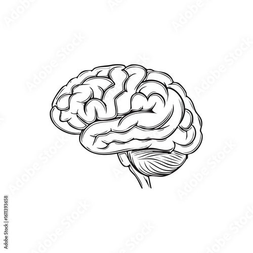 Anatomical human brain outline, illustrating medical neurology, brainpower and intelligent functions.