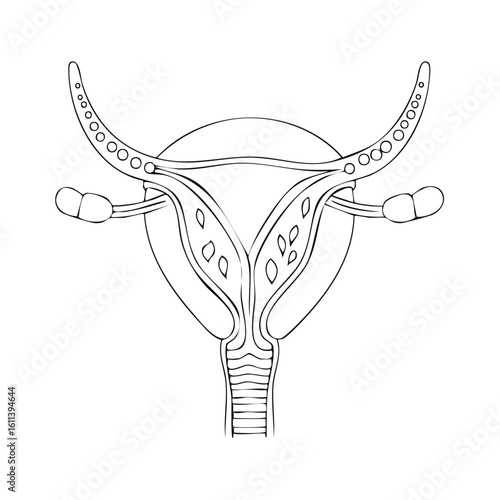 Line drawing of female reproductive system, uterus and ovaries isolated