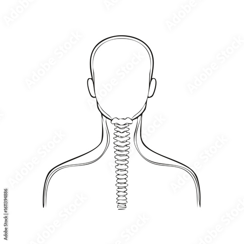 Human anatomy illustration of the cervical spine and neck vertebrae