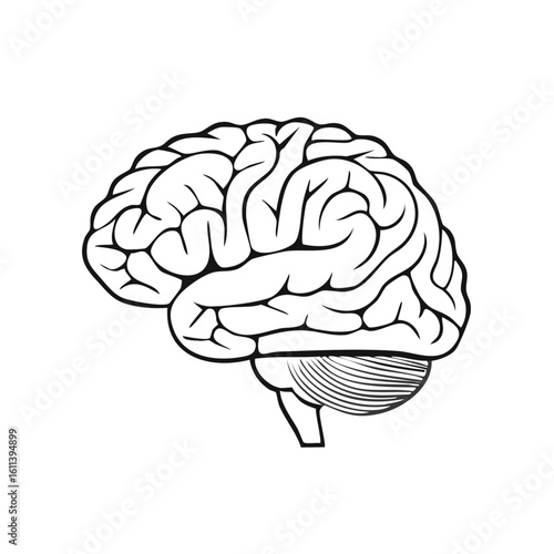 Stylized Human Brain Artwork Anatomical Illustration Lateral View Outlined Cerebrum Brainstem
