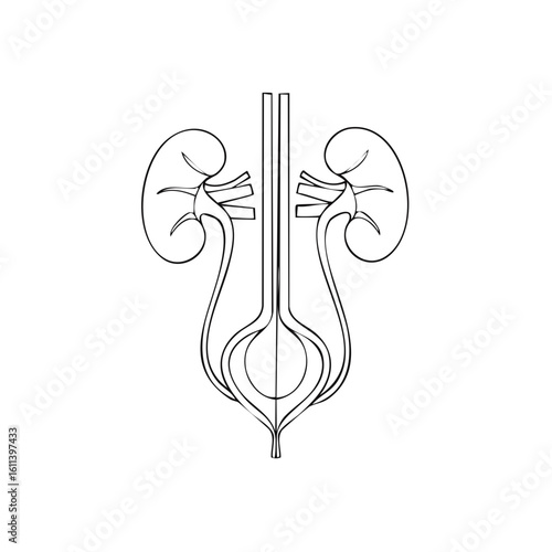 Human urinary system line art illustration of kidneys and bladder anatomical diagram