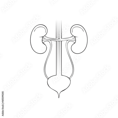 Illustration of Kidneys and Bladder Urinary System Anatomy