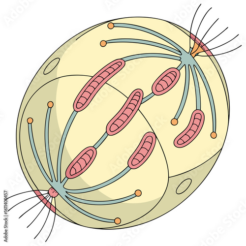 Microscopic Organism Cell Structure Illustration