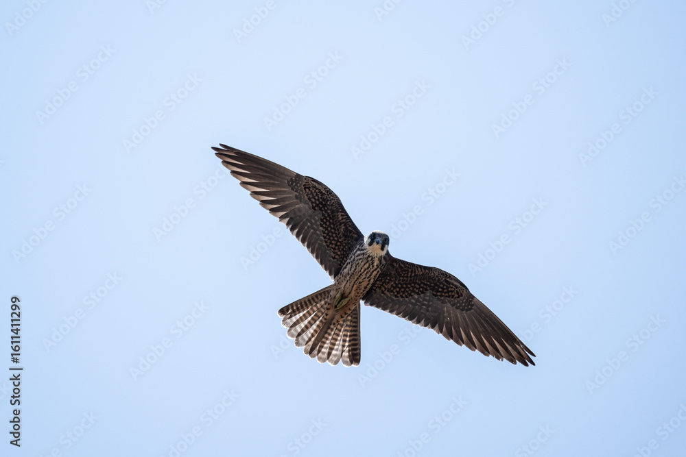 Obraz premium kestrel hunting against the sky on a sunny summer day on the island of Crete