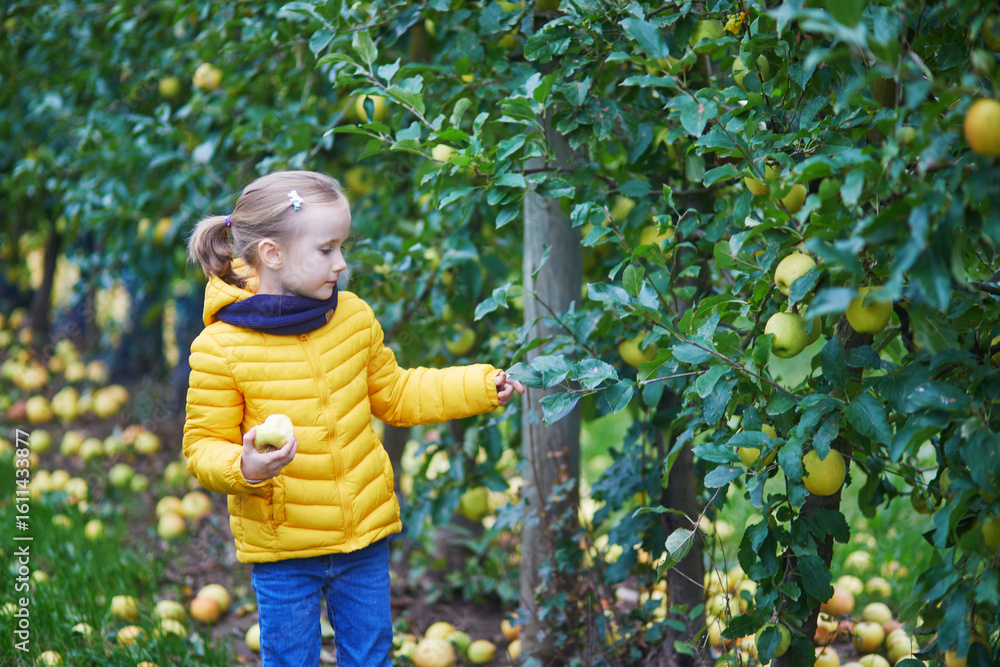 Adorable preschooler girl picking yellow ripe organic apples in orchard or on farm on a fall day. Adorable preschooler girl picking yellow ripe organic apples in orchard or on farm on a fall day.