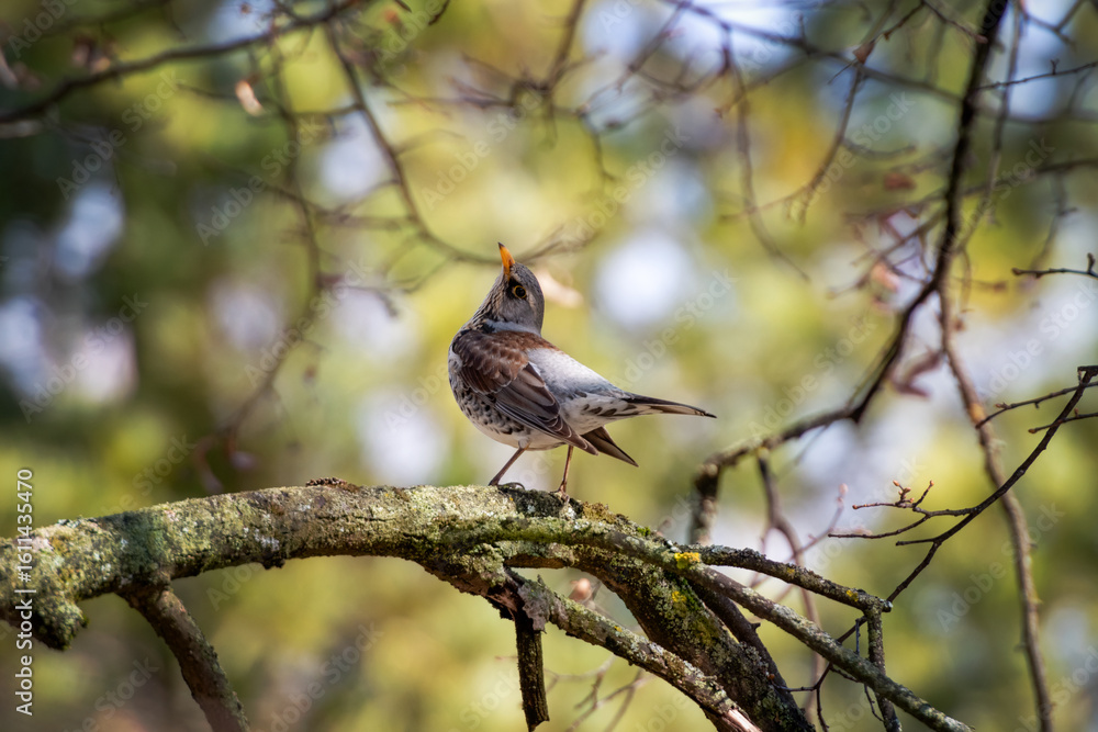 Obraz premium Fieldfare on the tree branch singing bird turdus pilaris