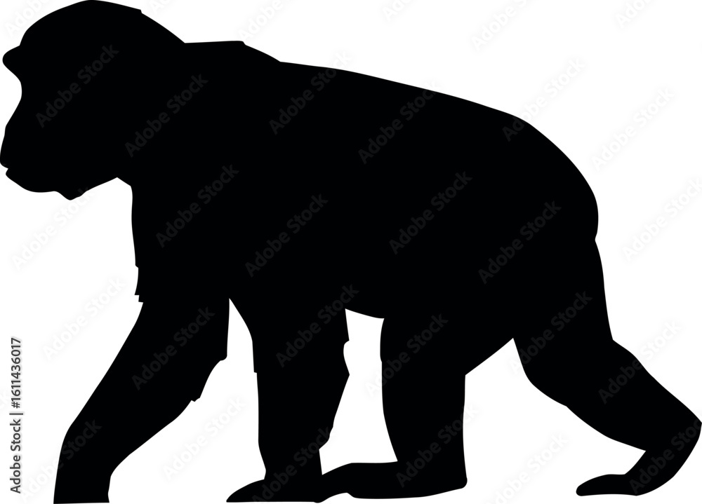 Obraz premium Gorilla silhouette walking