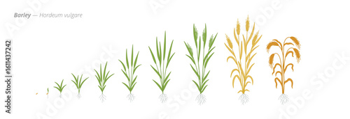 Growth stages of barley from seed to harvest