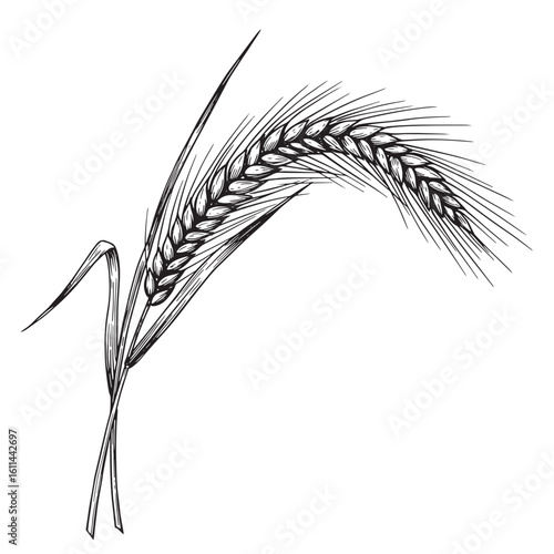 Detailed illustration of a single sprig of wheat in an elegant black and white style