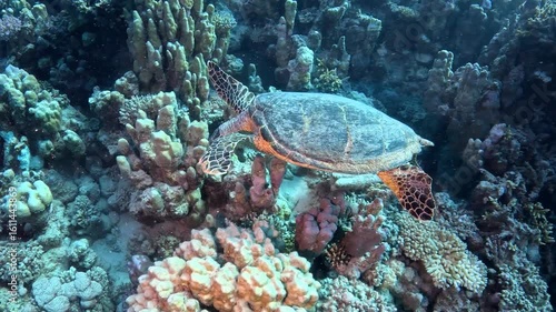 Swimming wild sea turtle (Eretmochelys imbricata) and coral reef. Corals and sea turtle. Animal close to the camera, wildlife video. Scuba diving with the marine life, underwater footage. 