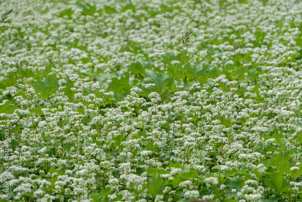 満開のそばの花畑 満開のそばの花畑