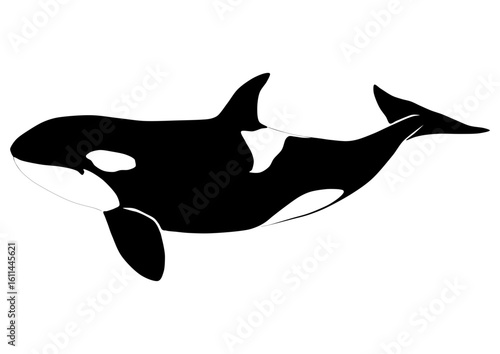 Killer whale