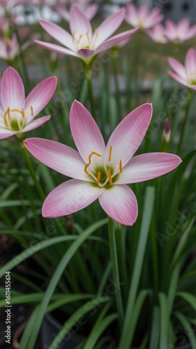 A close up of a flower