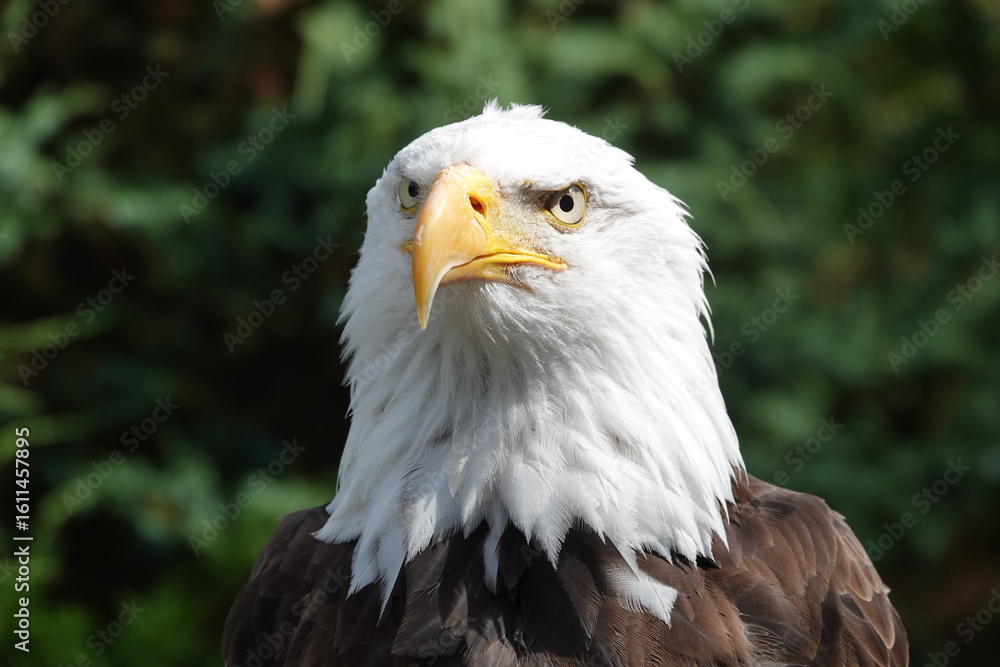 Fototapeta premium aigle américain dans la nature