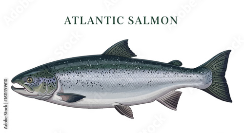 Atlantic Salmon Isolated Illustration.