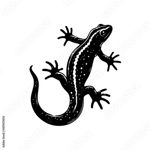 lizard on white
