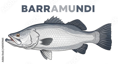 Barramundi fish illustration Fish vector.