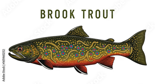 Brook Trout Fish Vector Illustration Isolated.