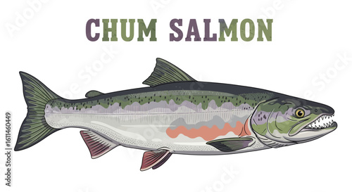 Chum Salmon Fish Vector Illustration.
