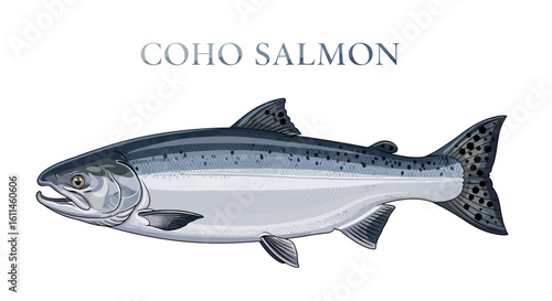 Coho Salmon Vector Illustration Fish Isolated.