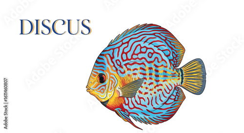 Discus fish isolated on white Exotic pet.