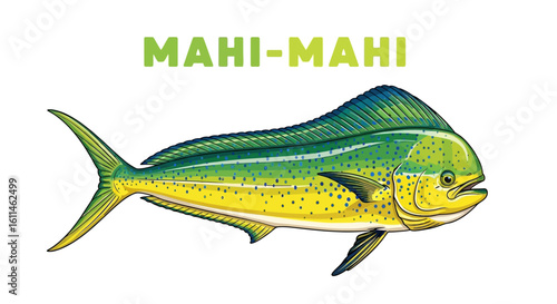 Mahi Mahi Fish Illustration.