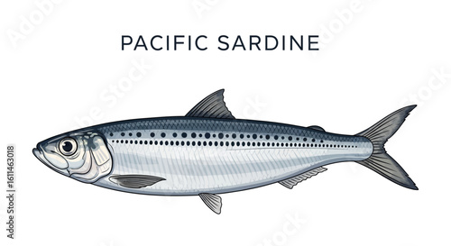 Pacific Sardine Fish vector on white background.