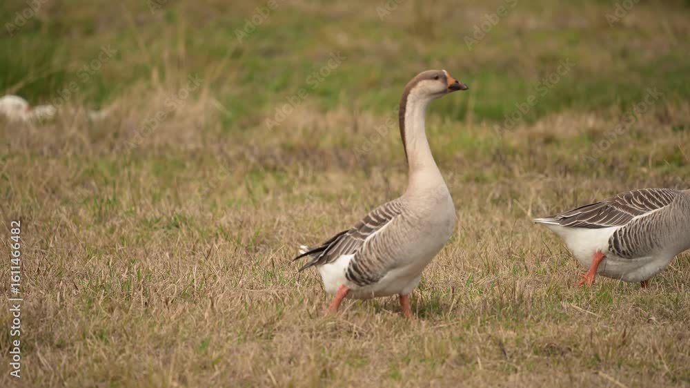 goose on the grass goose on the grass