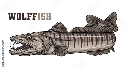 Wolfish Vector Predator Fish Wildlife Nature.