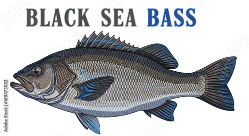 Black Sea Bass Vector Fish Illustration.
