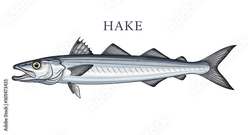 Hake Fish Illustration on White.