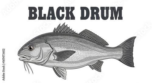 Black Drum Fish with Vector Illustration, and Isolated.