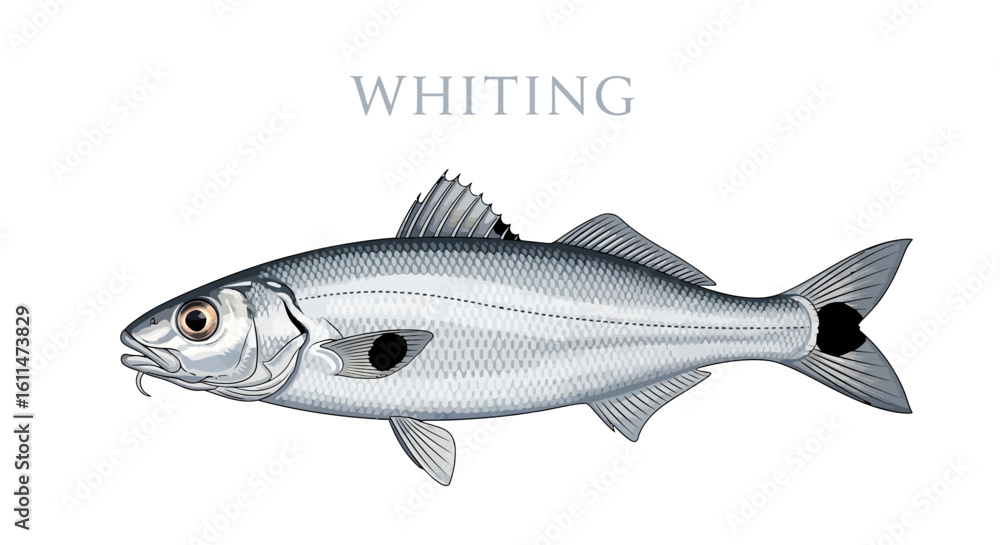 Obraz premium Whiting Fish Seafood illustration White background.