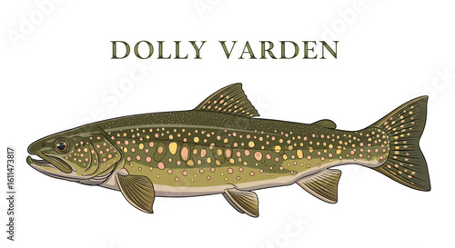 Dolly Varden Trout Fish Illustration Isolated.